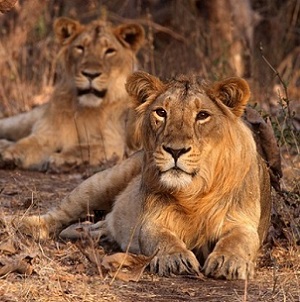 Safari-in-India-9472