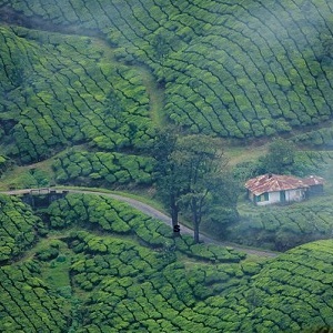 Tea-plantation