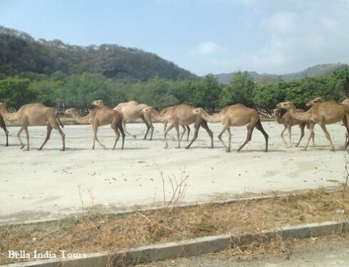 Camel- near-beach