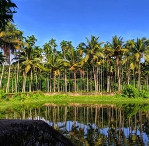 coconut-plantation
