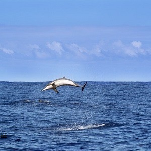Dolphin-Watching-Tour-6