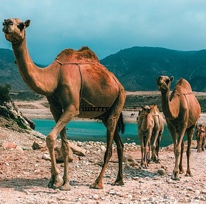 Viaggio-classico-in-Oman-2