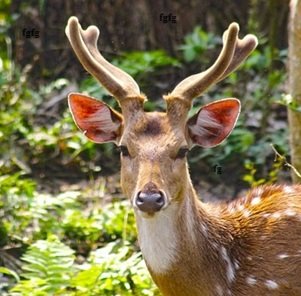 Deer-walking