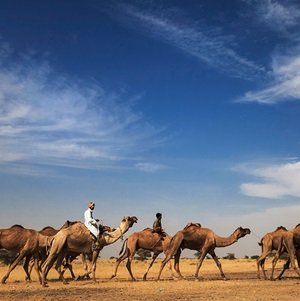 camel-race-Agenzia-di-viaggi-a-Jaisalmer-51