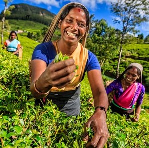 tea-plantation-ladies