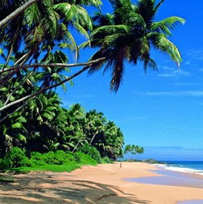 beach-view-with-coconut-tree