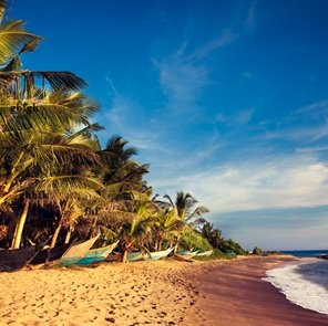 Coconut-tree-at-beach