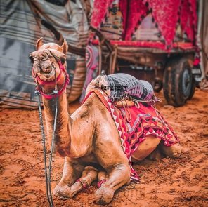 Viaggio-in-India-539