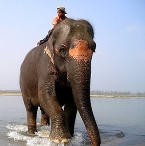 Man-on-elephant-lake
