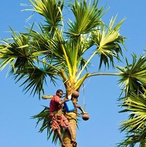 Viaggio-in-Sri-Lanka-466