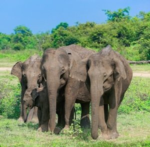 Viaggio-in-Sri-Lanka-486