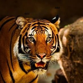 Agenzia-viaggi-in-India-610472